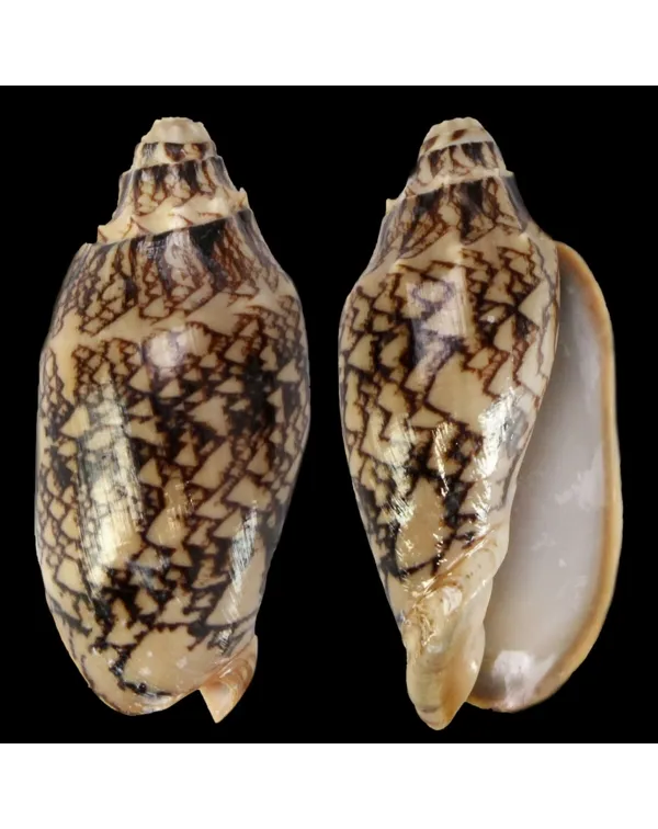 Cymbiola Vespertilio