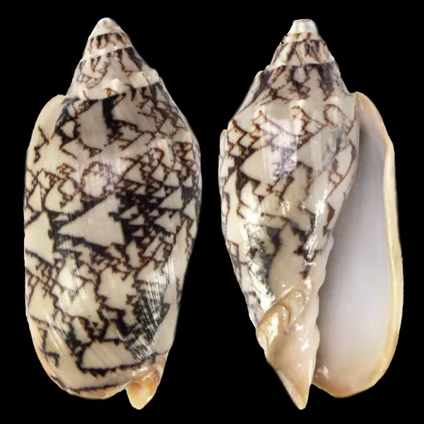 Cymbiola Vespertilio