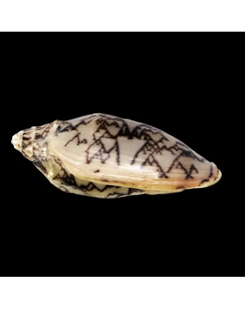 Cymbiola Vespertilio