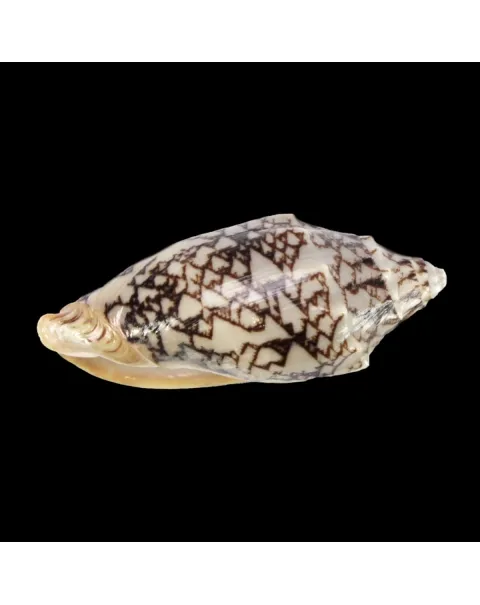 Cymbiola Vespertilio