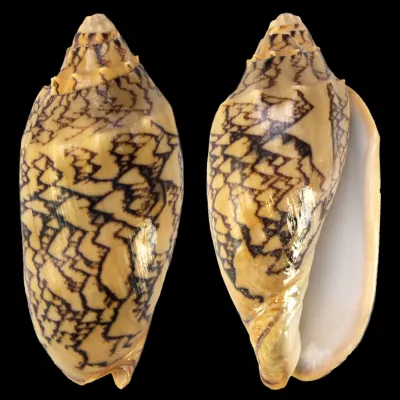 Cymbiola Vespertilio