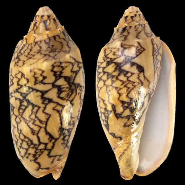Cymbiola Vespertilio