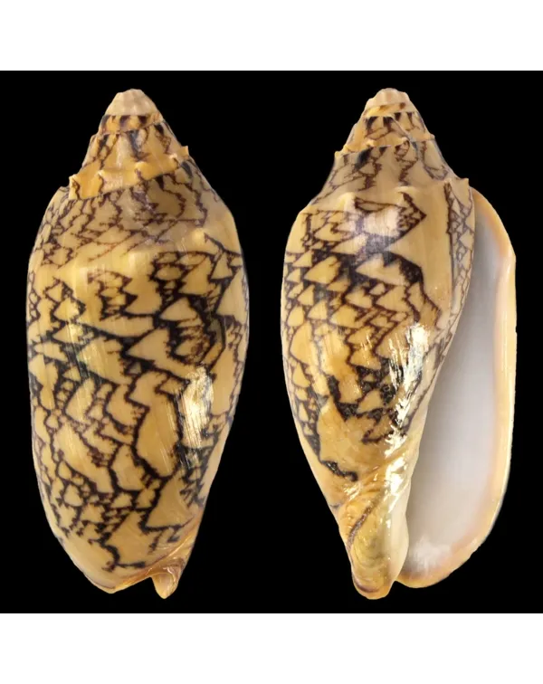 Cymbiola Vespertilio