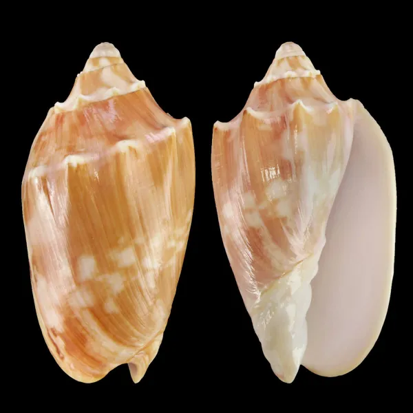 Cymbiola Vespertilio