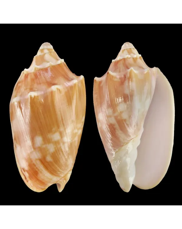 Cymbiola Vespertilio