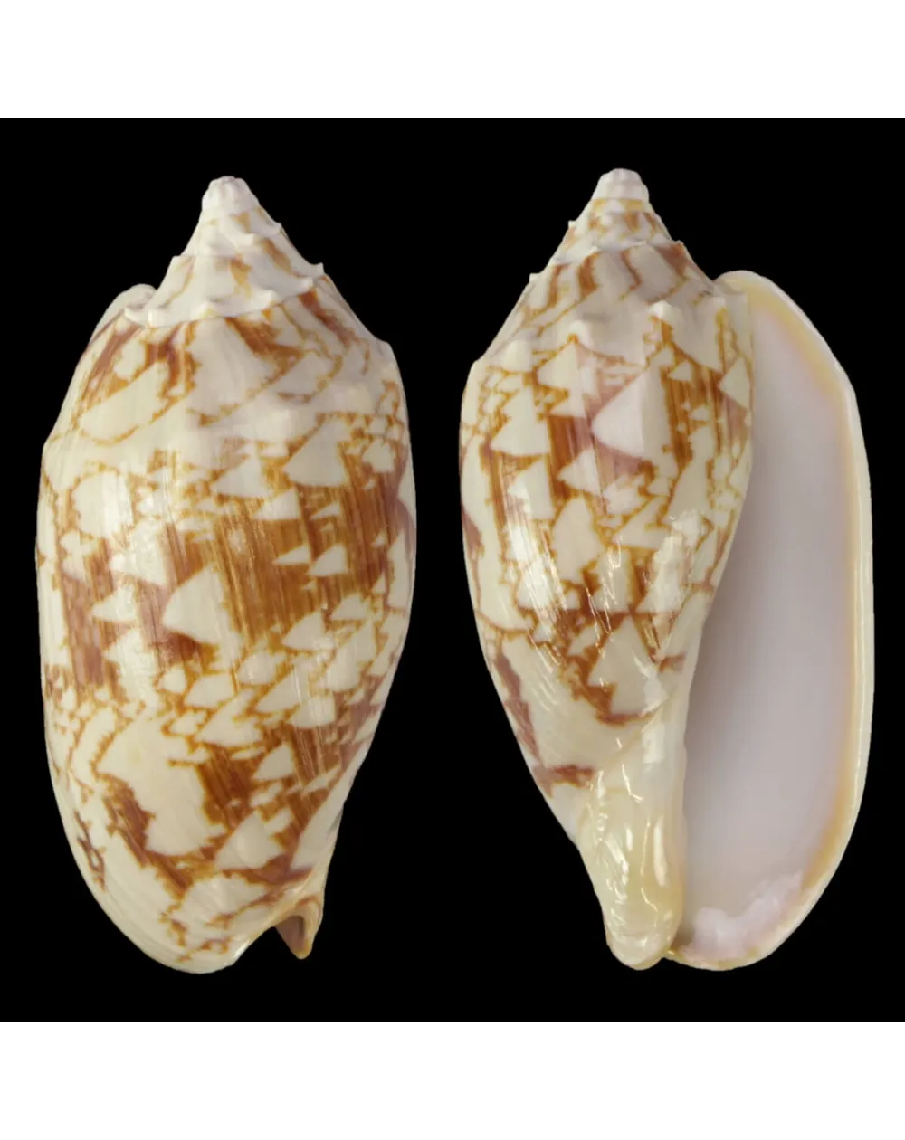 Cymbiola Vespertilio