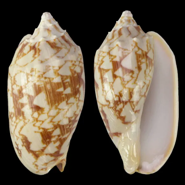 Cymbiola Vespertilio