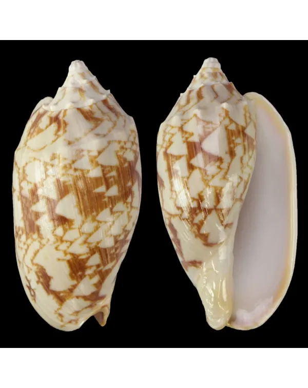Cymbiola Vespertilio