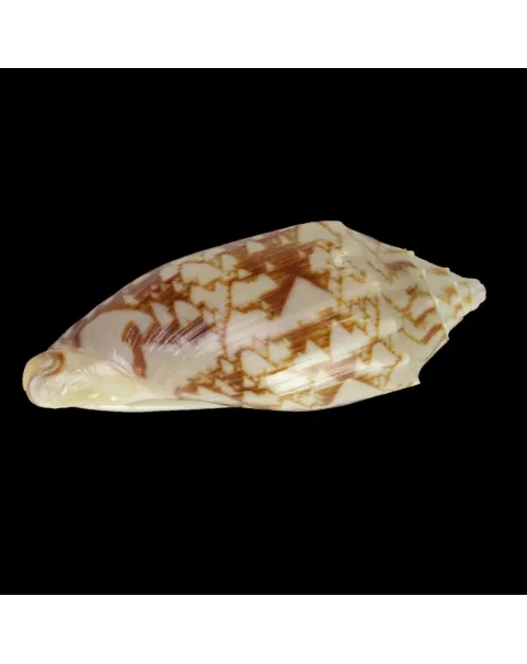 Cymbiola Vespertilio