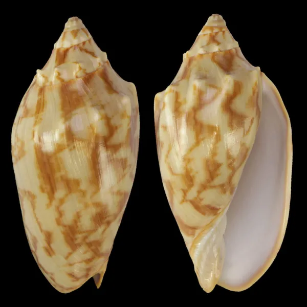 Cymbiola Vespertilio