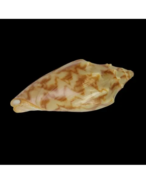 Cymbiola Vespertilio
