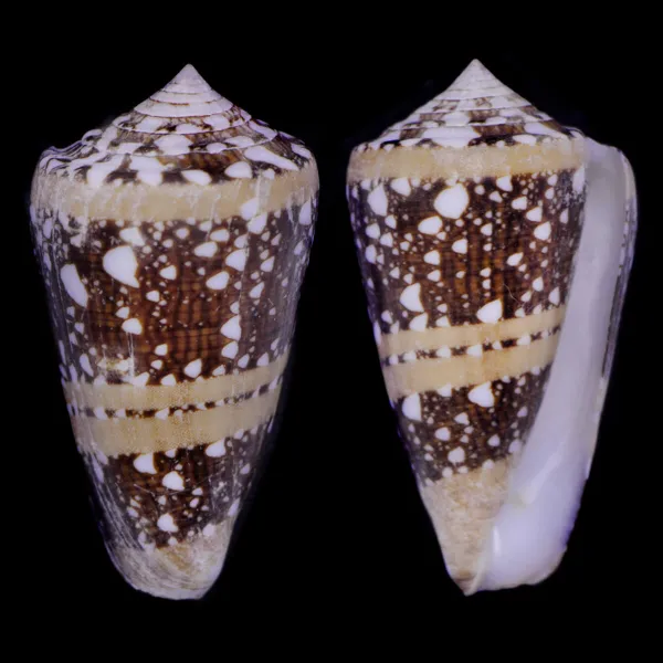 Cylinder Ammiralis F. Princeps