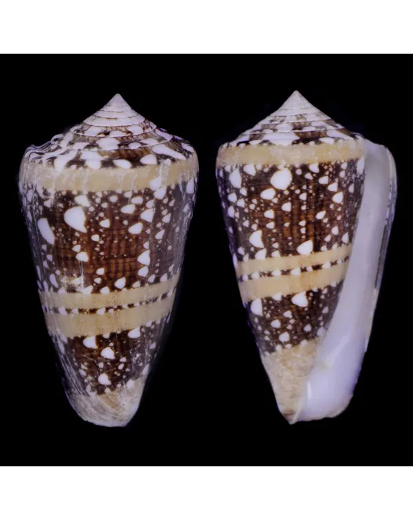 Cylinder Ammiralis F. Princeps