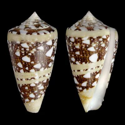 Cylinder Ammiralis F. Princeps