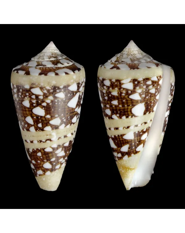Cylinder Ammiralis F. Princeps