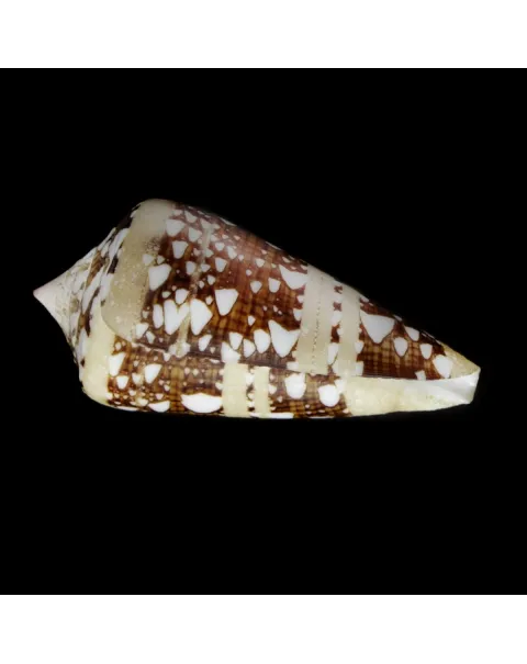 Cylinder Ammiralis F. Princeps