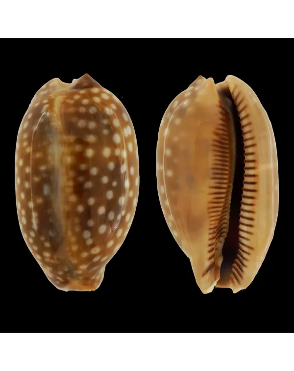 Macrocypraea Zebra Dissimilis