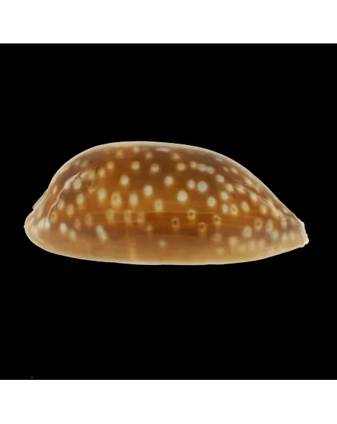 Macrocypraea Zebra Dissimilis