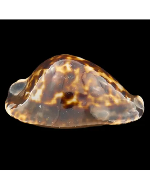 Zoila Friendii