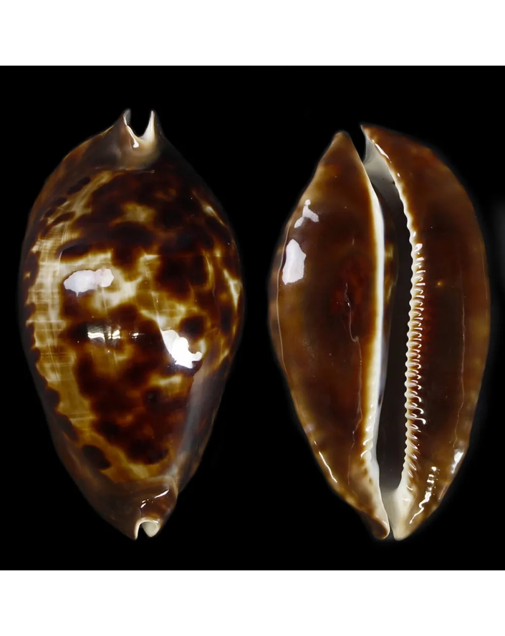 Zoila Friendii