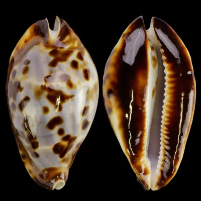 Zoila Friendii