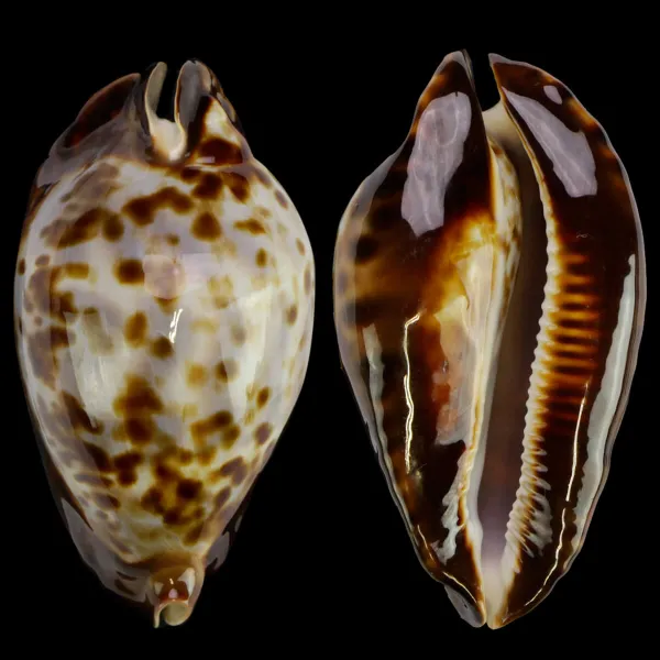 Zoila Friendii Friendii