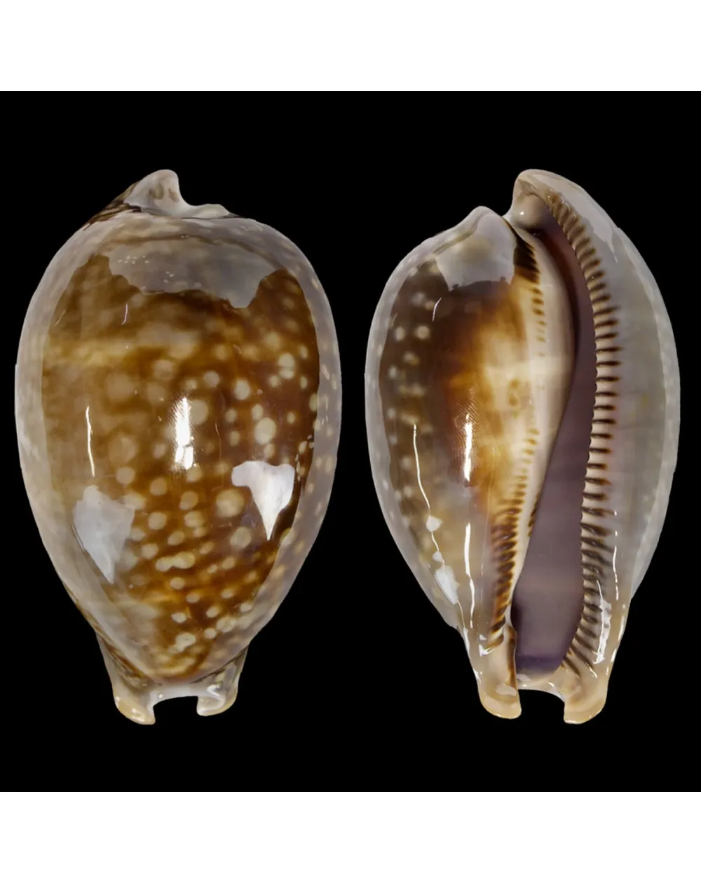 Macrocypraea Zebra 