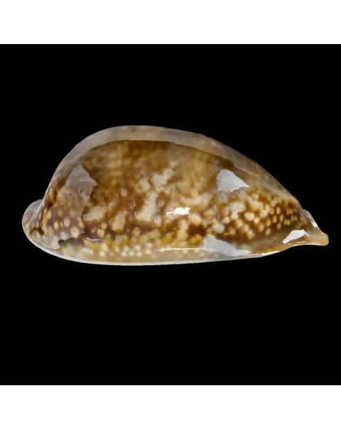 Macrocypraea Zebra 