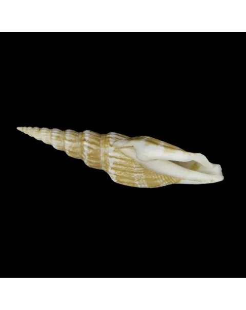 Doxander Vittatus Turritus