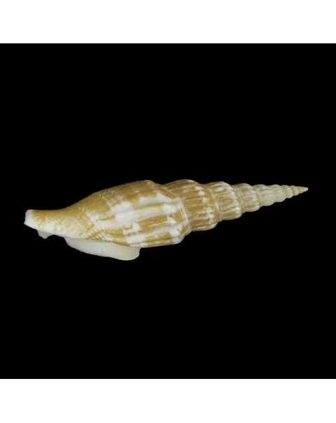 Doxander Vittatus Turritus