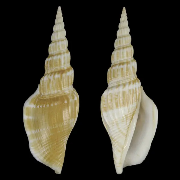 Doxander Vittatus Turritus