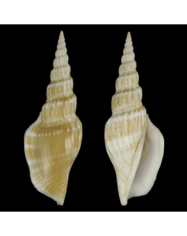 Doxander Vittatus Turritus