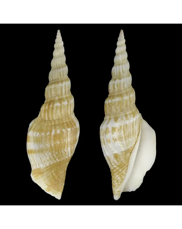 Doxander Vittatus Turritus