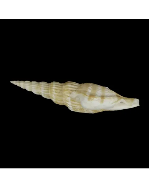 Doxander Vittatus Turritus