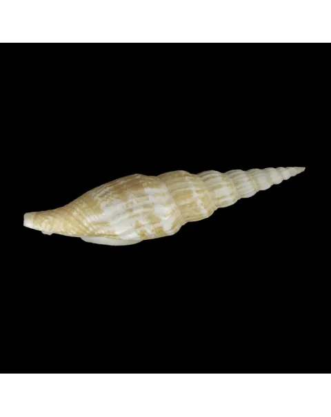 Doxander Vittatus Turritus