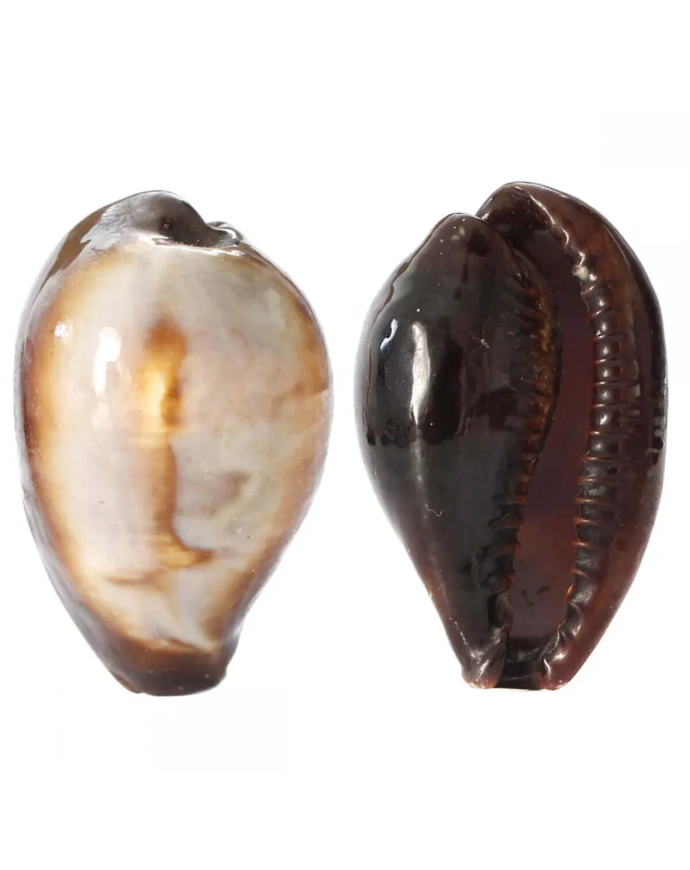  Erronea Onyx
