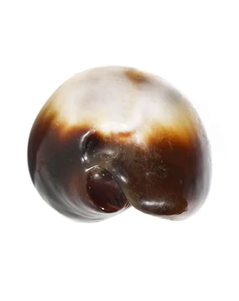  Erronea Onyx