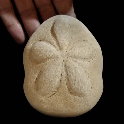Echinodea Sea Biscuit