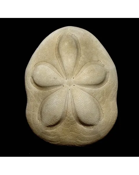 Echinodea Sea Biscuit