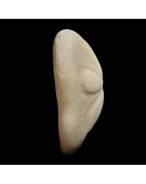 Echinodea Sea Biscuit
