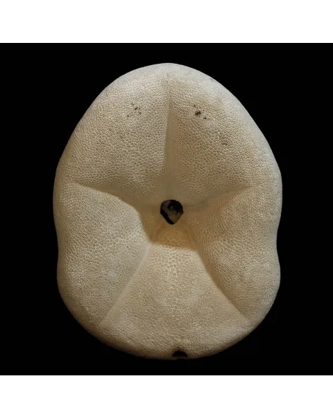 Echinodea Sea Biscuit
