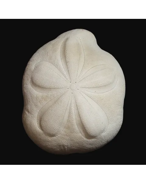 Echinodea Sea Biscuit