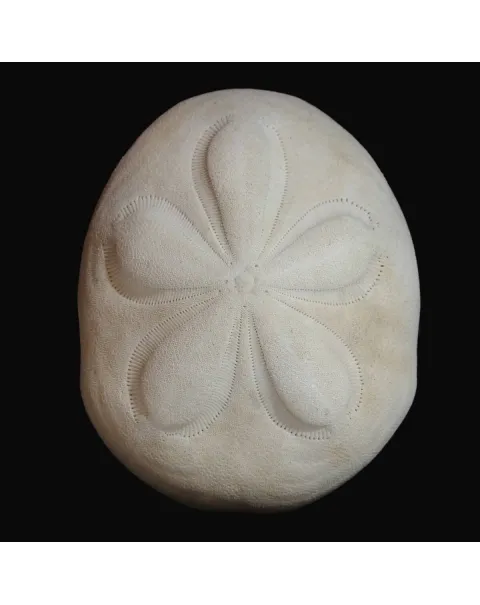 Echinodea Sea Biscuit