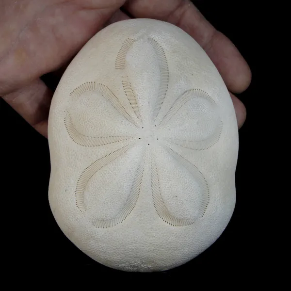 Echinodea Sea Biscuit