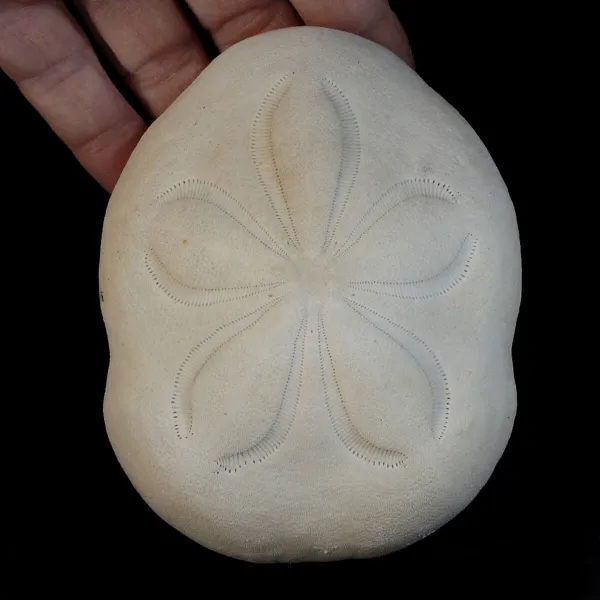 Echinodea Sea Biscuit