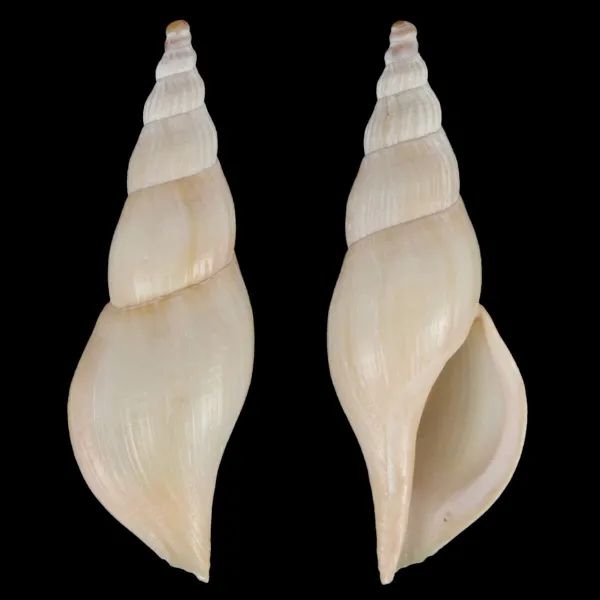 Fusivoluta Barnardi