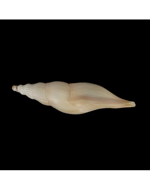 Fusivoluta Barnardi
