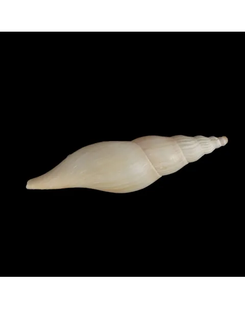 Fusivoluta Barnardi