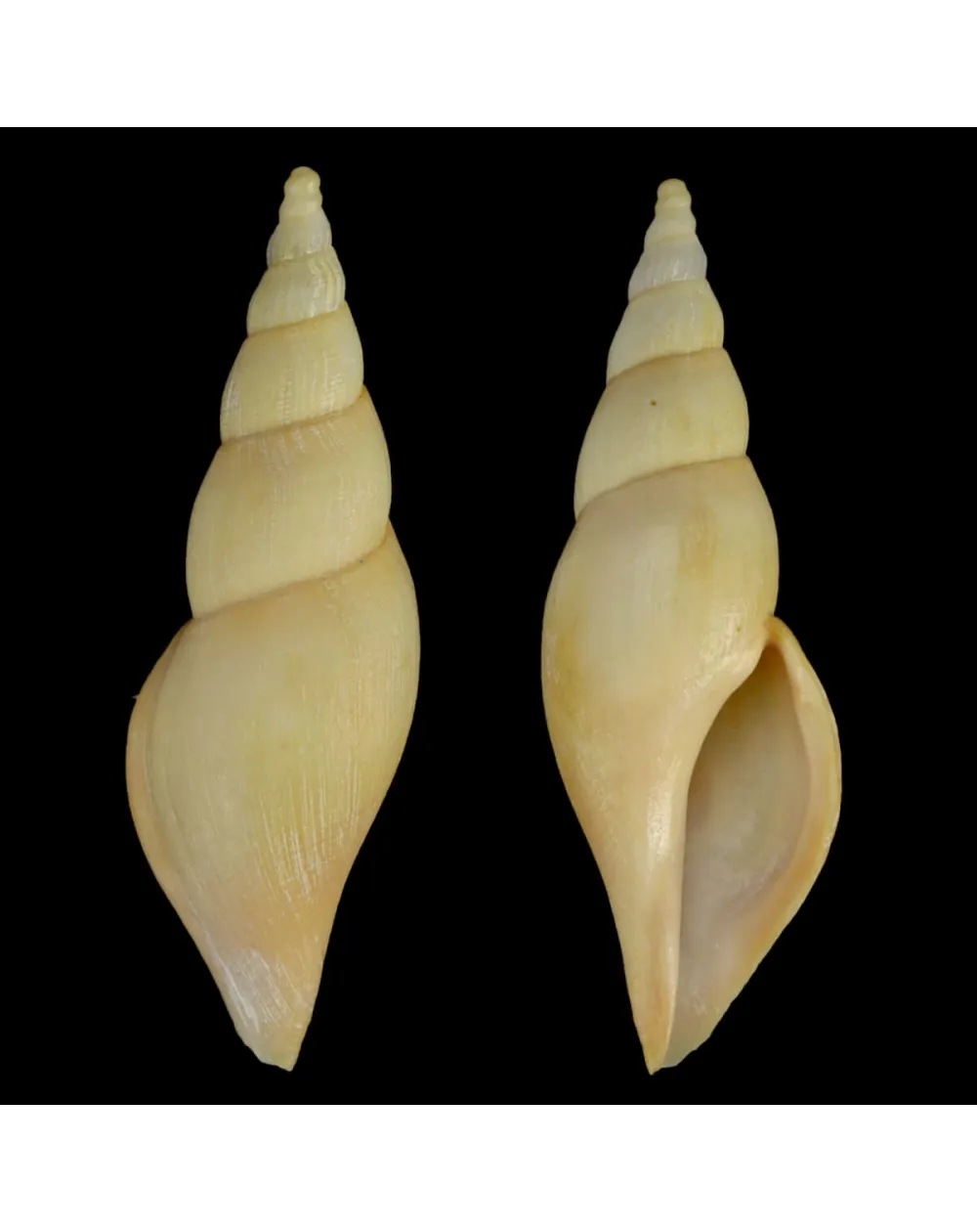 Fusivoluta Barnardi
