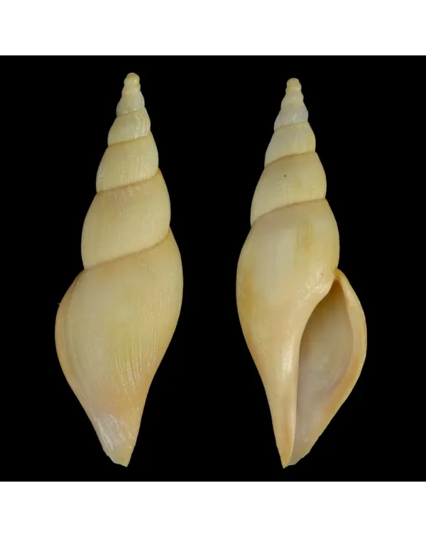 Fusivoluta Barnardi